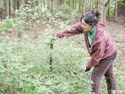 Stewardship Series with Little Forks Conservancy
