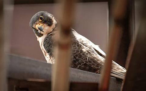 What is that young hawk doing?