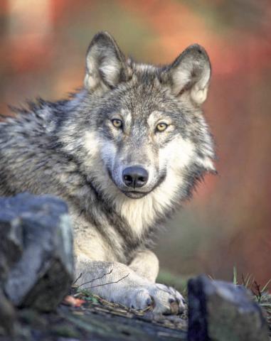 This photo provided only as an example of the species. Photo courtesy of U.S. Fish and Wildlife Service, NCTC Image Library.