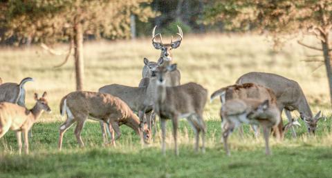 DNR announces field trial for the study of vaccinating deer against bovine tuberculosis