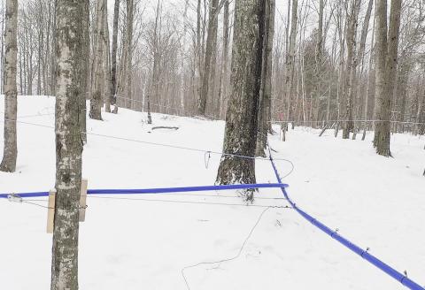 Maple tubes at the MSU Forestry Innovation Center. MSU FORESTRY INNOVATION CENTER