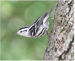 Black-and-White Warbler