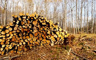 Piled aspen logs are shown in a forest, waiting to be transported.