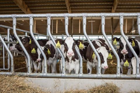 Training for dairy farm workers would help farmers