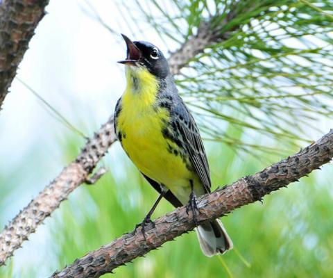 The Kirtland’s warbler is one of the rarest birds in North America and needs young jack pines to nest. U.S. FISH &amp; WILDLIFE SERVICE