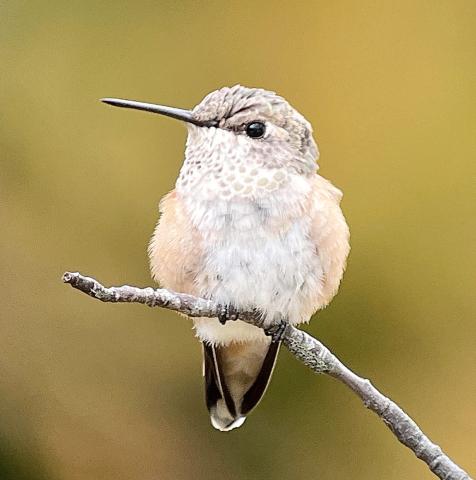 Rufous Hummingbird
