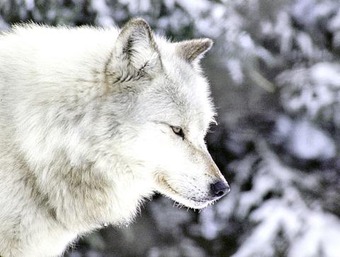 Gray Wolf MICHIGAN DEPARTMENT OF NATURAL RESOURCES