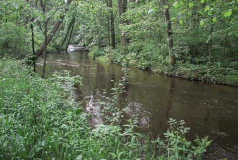 The Rabbit River in Southwest Michigan is one of several streams in the state where high E. coli levels have been detected. PHOTO PROVIDED BY TIM KISER