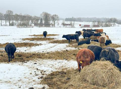 Beef cattle bale grazing on a farm in Michigan. PHOTO BY MSU EXTENSION