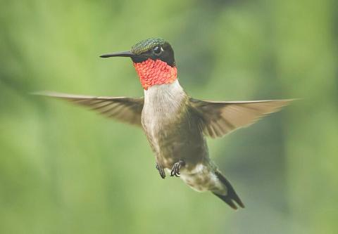 Ruby-throated Hummingbird