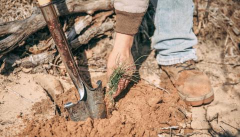 State forest planting in partnership with the Arbor Day foundation.