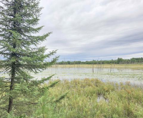 Little Forks Conservancy permanently protects 45 acres in Clare County