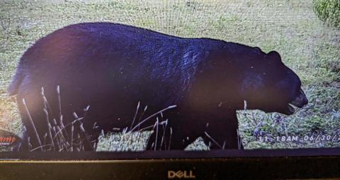 BLACK BEAR SPOTTING
