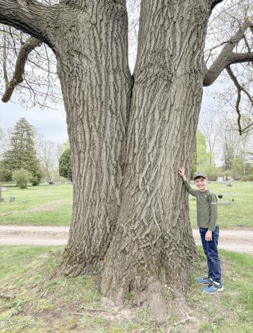 Austin Cabose discovered a Northern Red Oak measuring 200 in circumference in Beaverton.
