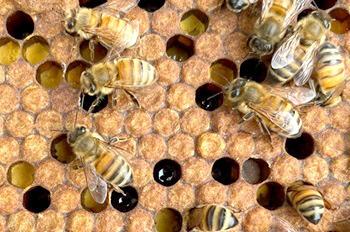 BEEKEEPING CLINIC OFFERED IN CADILLAC