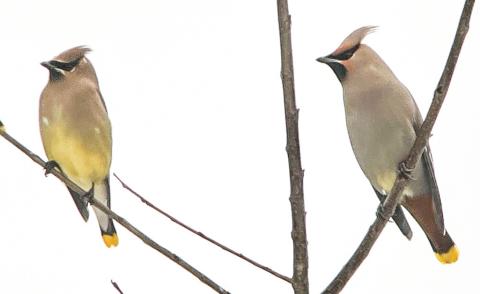 Wandering with the Birds