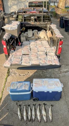 Michigan DNR conservation officers seized an overlimit of 34 walleye Friday from a group of anglers who were renting a property in the city of Detroit for a fishing trip on the Detroit River.