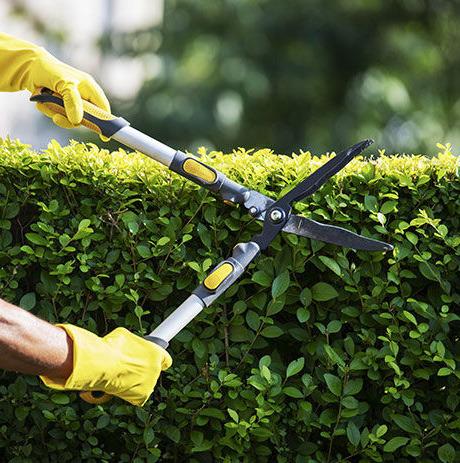 How to prune bushes