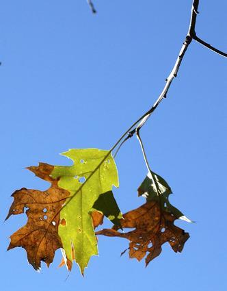 One of the symptoms of oak wilt is when green-andbrown leaves start falling from the top of the tree in late summer. To help prevent the spread of this fungal disease, don’t prune oak trees from April 15July 15, when risk of insectborne infection is highest.