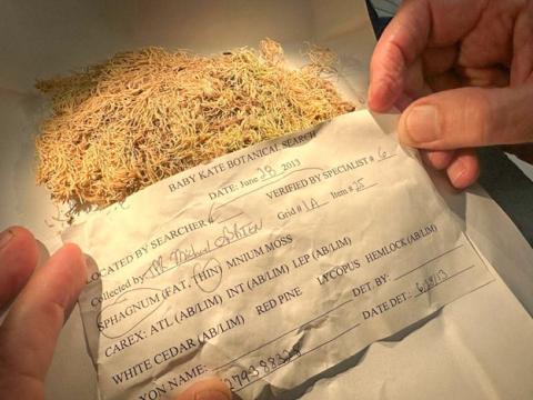 Pieces of moss collected as evidence in the investigation of the 2011 murder of 4-year-old Katherine “Baby Kate” Phillips in Mason County. FIELD MUSEUM
