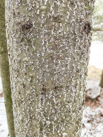 The trunk of a balsam fir heavily infested with balsam woolly adelgid. The insect’s egg sacs appear as small, white, cottony masses on fir trunks and branches.