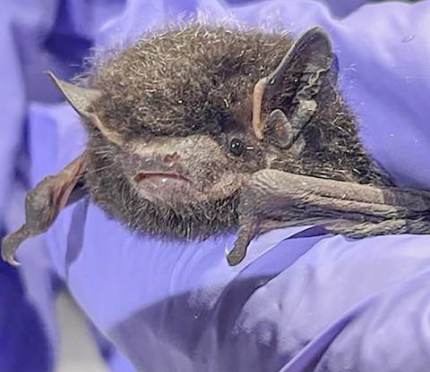 A collaborative effort to protect Michigan’s bats