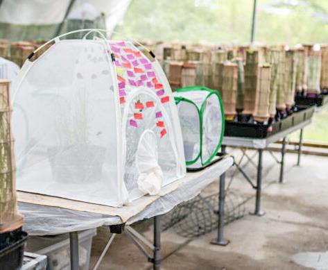 John Ball Zoo fights for Great Lakes’ rarest butterflies