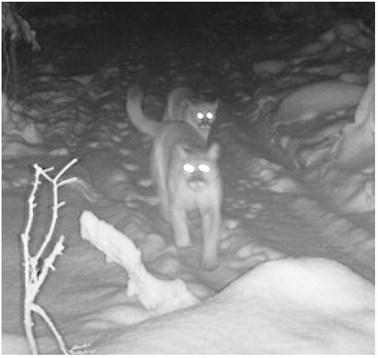An adult cougar walks down a trail in the Upper Peninsula followed by two cougar cubs on Dec. 6, 2025. The DNR verified this photo from a private trail camera by enhancing the image to verify the existence of the three cougars, including the cub bringing up the rear.