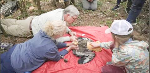 William Bowerman of the Wings Over Water Research Institute, and two volunteers examine a bald eagle in May. COURTESY OF WINGS OVER WATER RESEARCH INSTITUTE