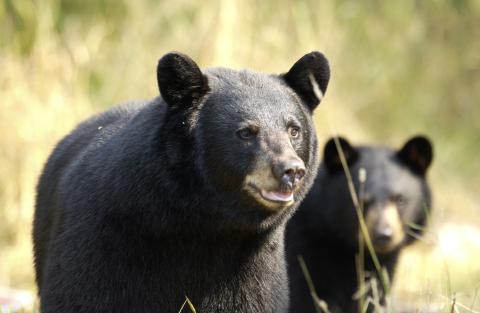 Hungry black bears are emerging from their winter dens and can smell bird seed and the grease on a backyard grill from a mile away.
