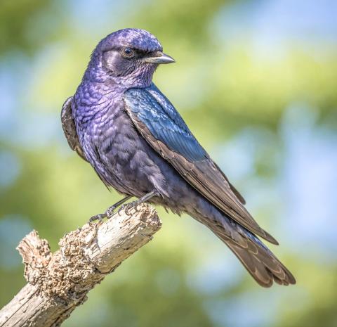 Purple Martin