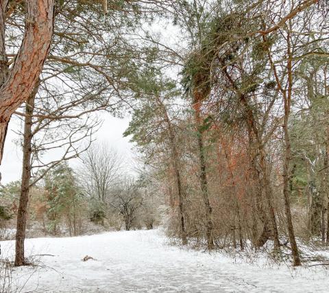 North Park Winter Wonderland opens to the public in January
