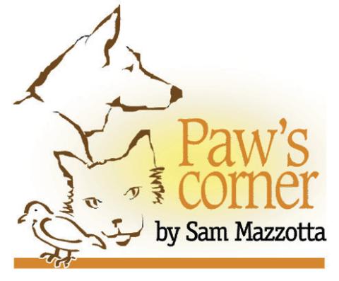 Cat walking: beneficial or not?