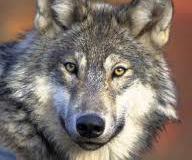 Gray wolf. U.S. FISH &amp; WILDLIFE SERVICE