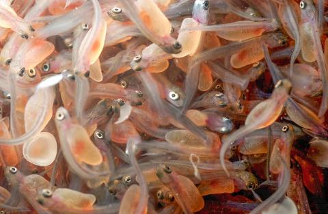 Approximately 4.2 million steelhead eggs were collected during spring 2026 for Michigan’s state fish hatcheries.