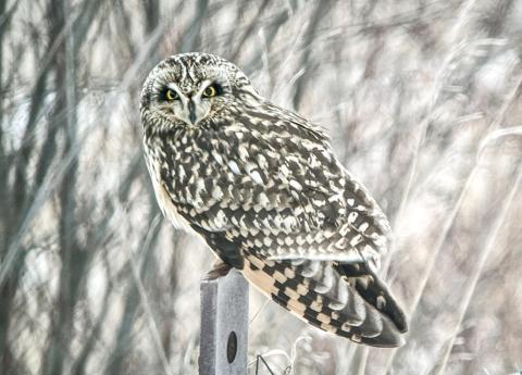Short-eared Owl