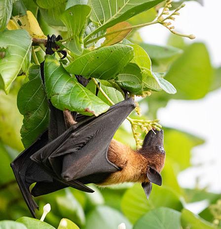 How to Remove Bats From Your Home