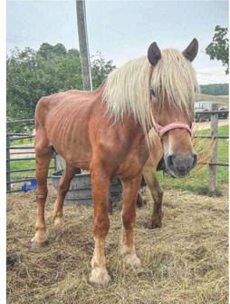 Presque Isle County man arraigned after DNR discovered 85 abused, abandoned animals