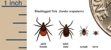 Prevent tick bites this  season and stay safe