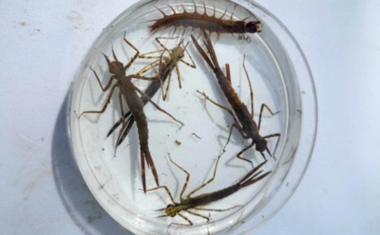 Citizen scientists return to the Cedar River for Spring Stream Sampling