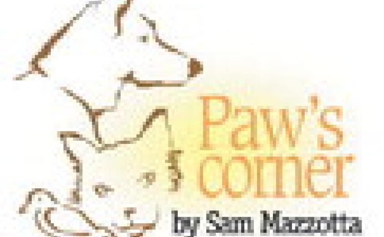 Preparing before a dog or cat is in distress