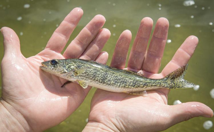 Seven species were stocked this fall: Atlantic salmon, brook trout, brown trout, lake trout, rainbow trout, walleye and muskellunge.