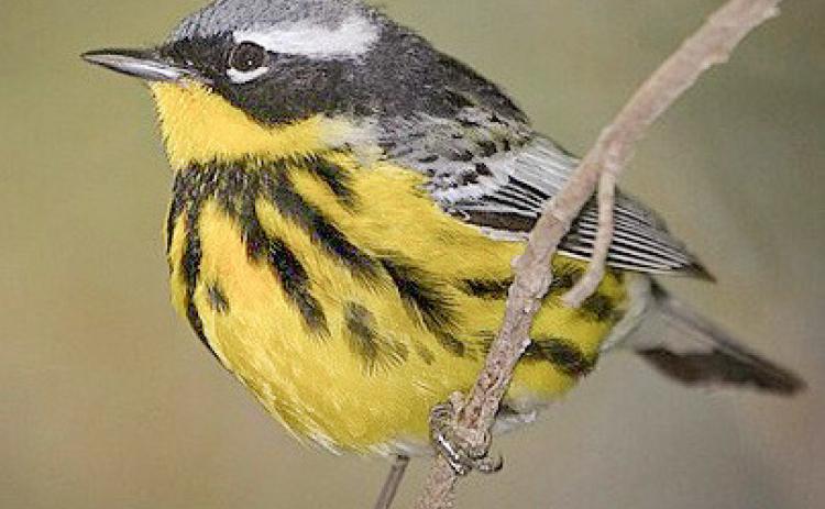 Magnolia Warbler