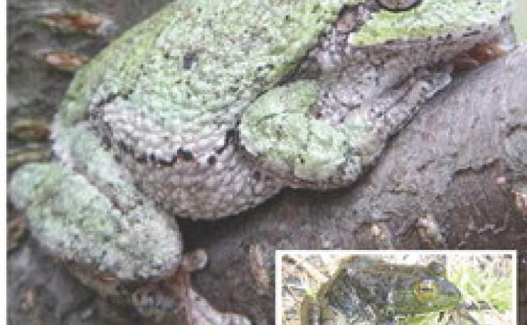 Wildlife change – and don’t change – on tiny Lake Huron island
