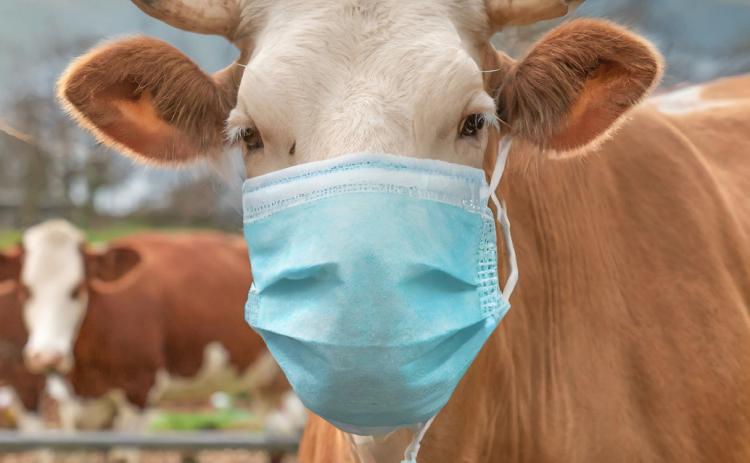 Farmers, backyard poultry owners must tighten and heighten biosecurity to protect their animals from bird flu