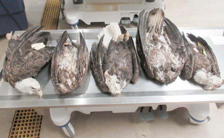 Michigan DNR conservation officers are requesting assistance with any information regarding five deceased eagles that were located in Delta County’s Garden Peninsula April 3-17. Anyone with information is asked to contact the DNR’s Report All Poaching Hotline by calling or texting 800-292-7800. Tipsters may remain anonymous and be eligible for a cash reward.