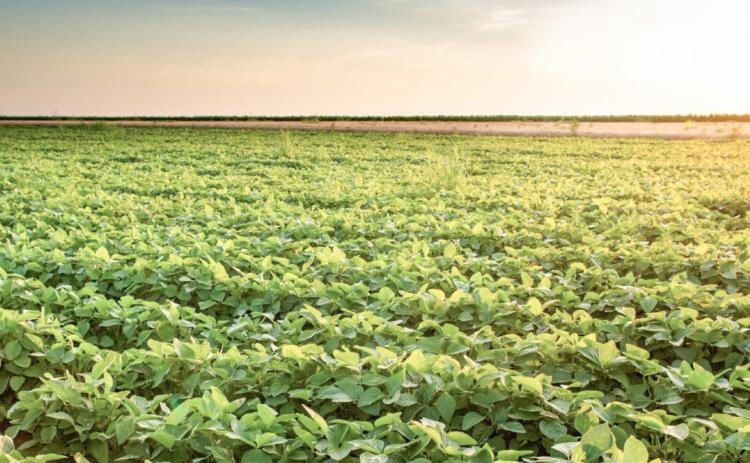 Soybean tariffs challenge Michigan growers