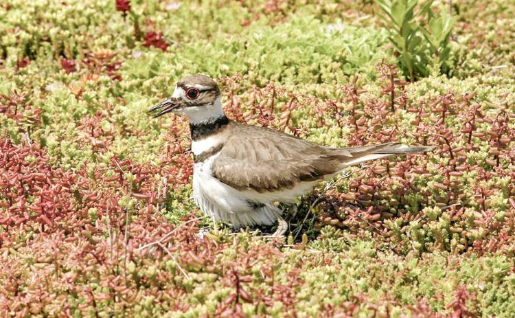 A killdeer on the green roof at the Ford Rouge Plant in Dearborn. DON RUSSELL, FORD MOTOR CO.