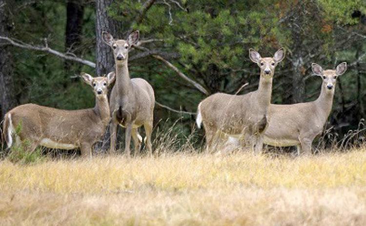 Deer hunting regulation changes: what you need to know for 2024