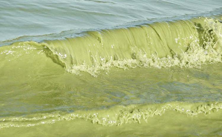 Since the 1990s, algae blooms have become increasingly common each summer in western Lake Erie. Blooms are caused by an overabundance of nutrients, namely phosphorus, that spills into the lake off farms. NATIONAL OCEANOGRAPHIC AND ATMOSPHERIC ADMINISTRATION